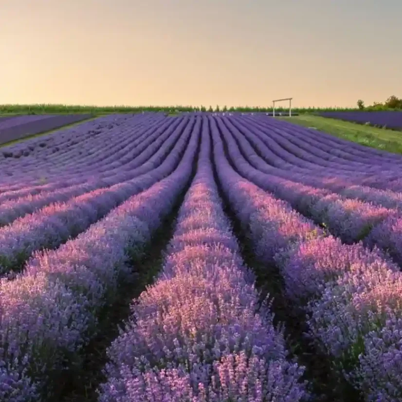 Vonný vosk do aromalampy Lavandia - BIO Levandule