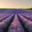 Vonný vosk do aromalampy Lavandia - BIO Levandule